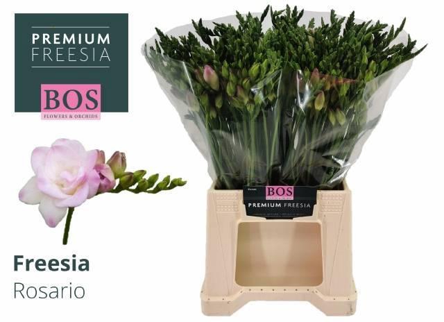 <h4>FR DU ROSARIO</h4>