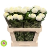 Chrys Gp Boris Becker White