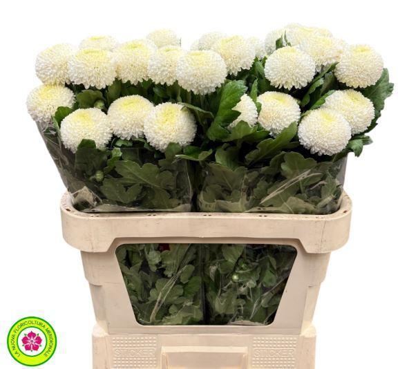 <h4>Chrys Gp Boris Becker White</h4>