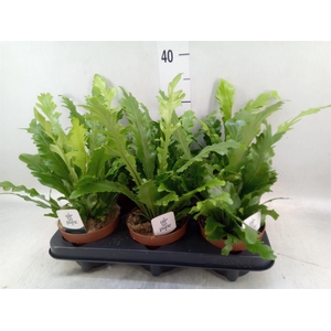 Asplenium nidus 'Campio'