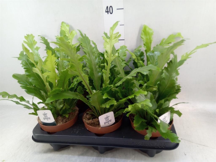 <h4>Asplenium nidus 'Campio'</h4>