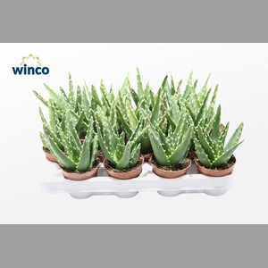 ALOE VARIEGATA MAGIC