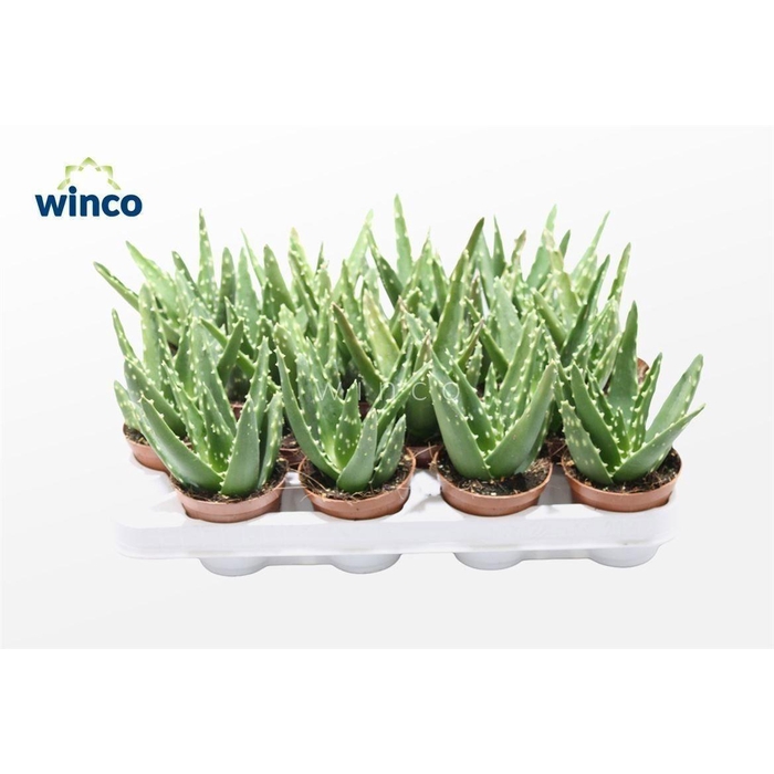 <h4>ALOE VARIEGATA MAGIC</h4>