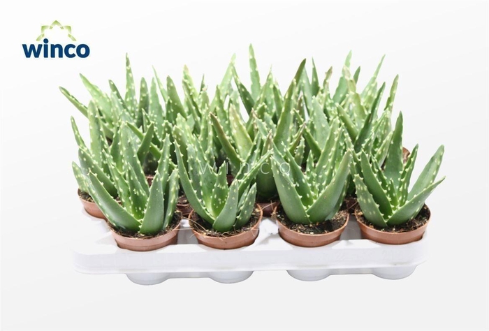 <h4>ALOE VARIEGATA MAGIC</h4>
