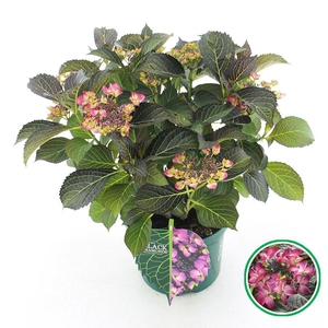 Hydrangea teller Black Diamonds® 'Dark Angel' Paars C5 (23cm.) Kn.