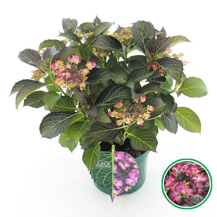 <h4>Hydrangea teller Black Diamonds® 'Dark Angel' Paars C5 (23cm.) Kn.</h4>