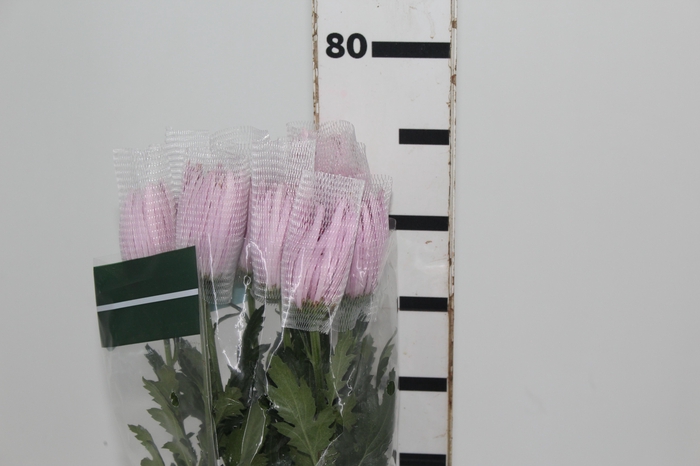 <h4>ANASTASIA CIPRIA 080 CM LILAS</h4>