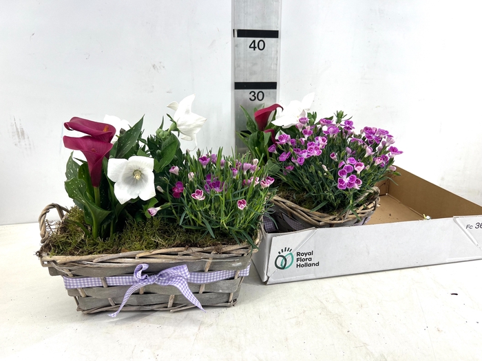 <h4>ARR TUINPLANTEN</h4>