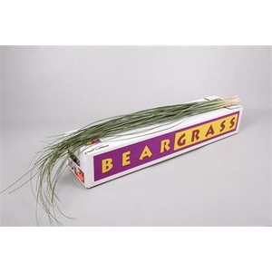 DEC BEARGRASS