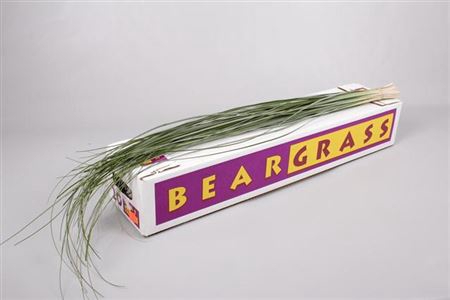 <h4>DEC BEARGRASS</h4>