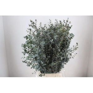 Euca Gunny 300gr Ex P Bunch