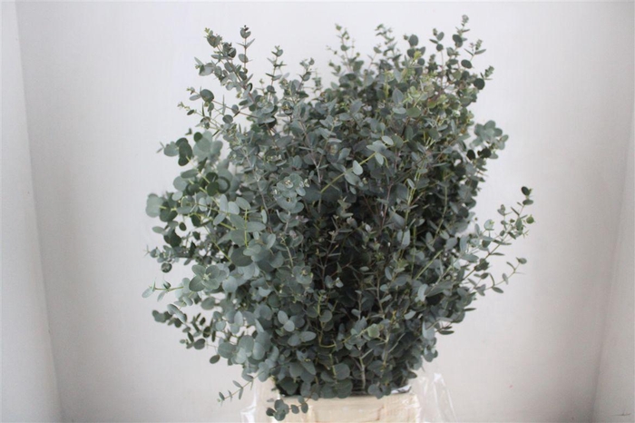 <h4>Euca Gunny 300gr Ex P Bunch</h4>