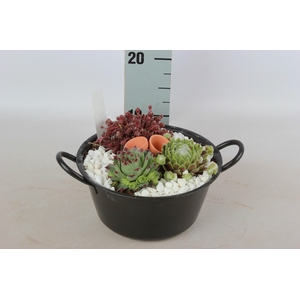 ARR SEMPERVIVUM