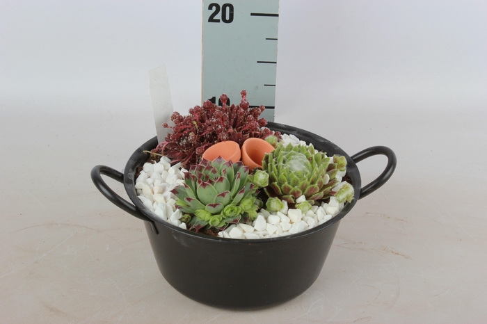 <h4>ARR SEMPERVIVUM</h4>