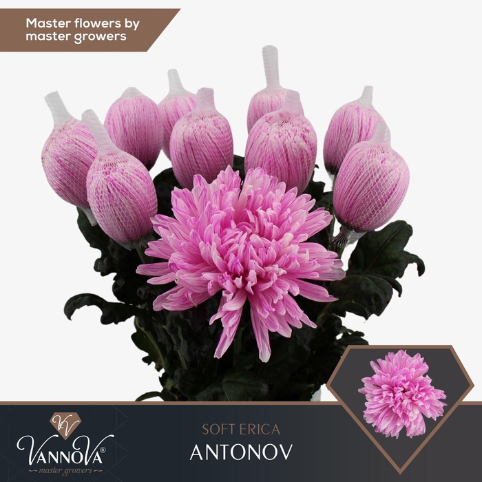 <h4>Chr G Antonov Soft Erica FC577</h4>