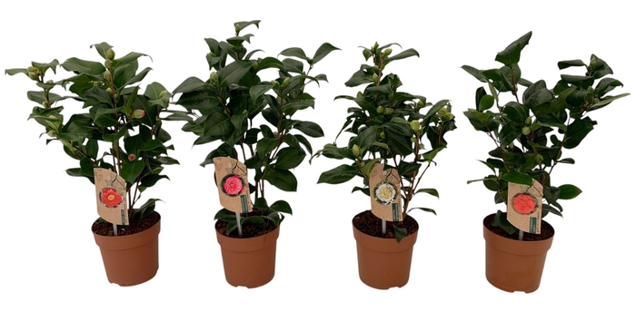 <h4>camellia 3 kleuren mix 10-15 knoppen</h4>