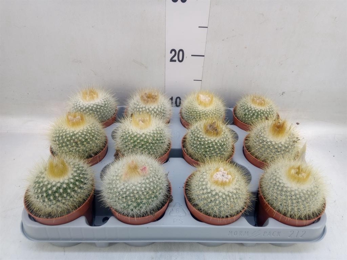 <h4>Parodia haselbergii</h4>