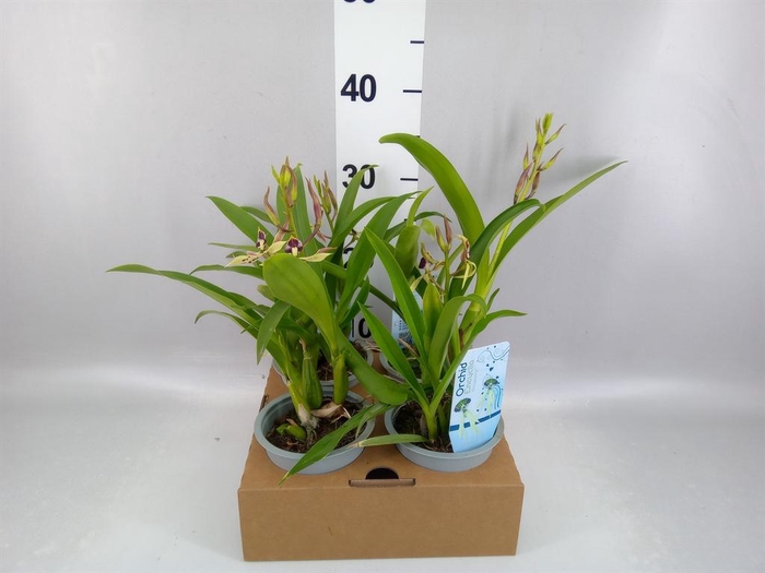 <h4>Orchideeen   ...</h4>