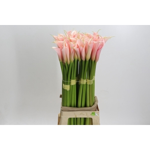 Zantedeschia Eydolls Salmon