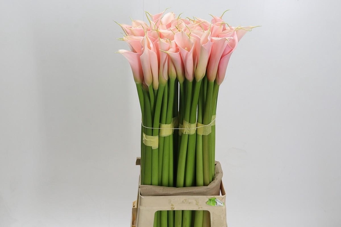 <h4>Zantedeschia Eydolls Salmon</h4>