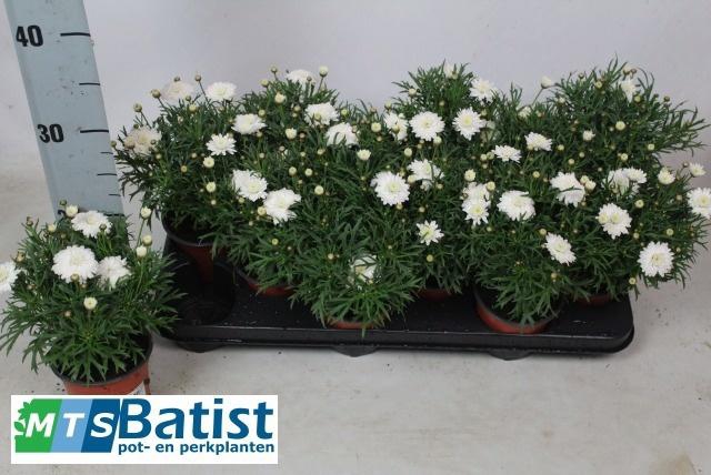 <h4>ARG OV</h4>