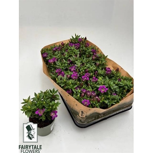GENTIANA DARK PINK STAR