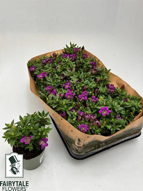 <h4>GENTIANA DARK PINK STAR</h4>