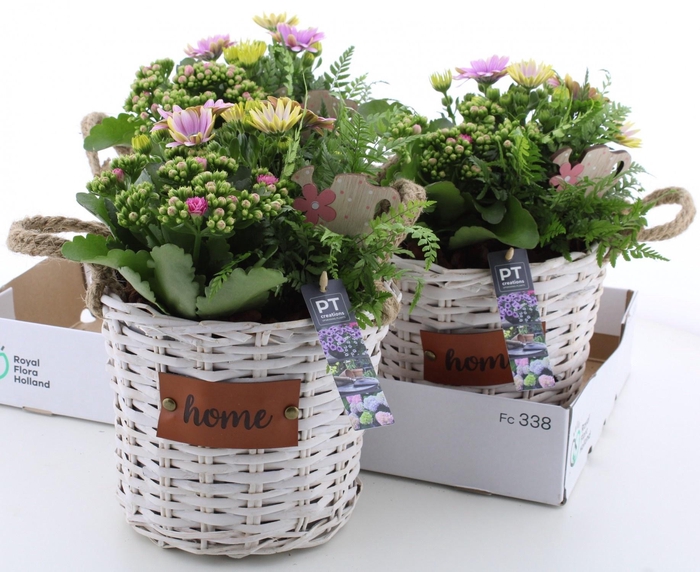 <h4>ARR TUINPLANTEN</h4>