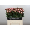 Paeonia Sarah Bernhardt