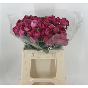 Ran Eleg Sup Light Pink Rosa