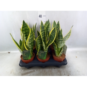 Sansevieria trifa. 'Futura Superba'