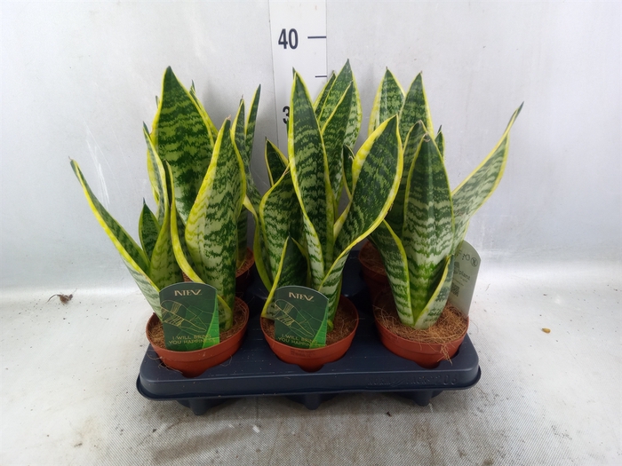 <h4>Sansevieria trifa. 'Futura Superba'</h4>