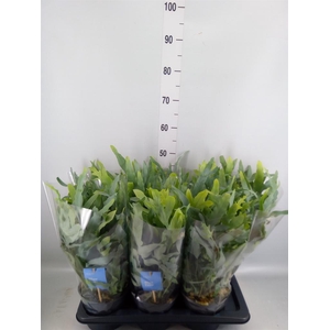 Phlebodium aureum 'Blue Star'