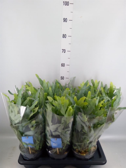 <h4>Phlebodium aureum 'Blue Star'</h4>