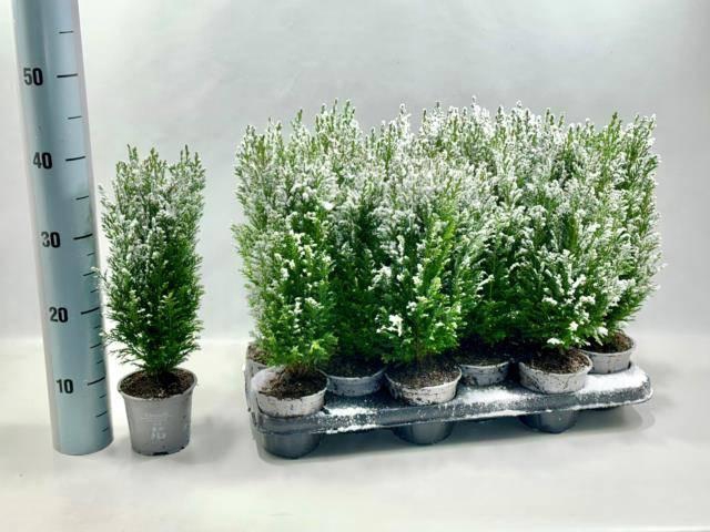 <h4>CHAM ELLWOODII P11 SNOW</h4>