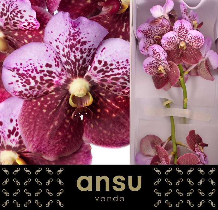 <h4>Vanda 'Divana Pink and Mahogany' x16</h4>