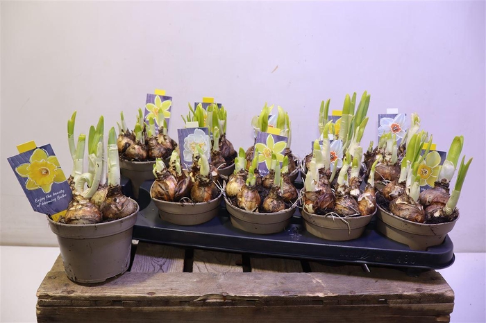 <h4>arr8 Narc Gem 5 Srt</h4>