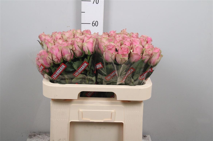 <h4>R Gr Athena Royale</h4>