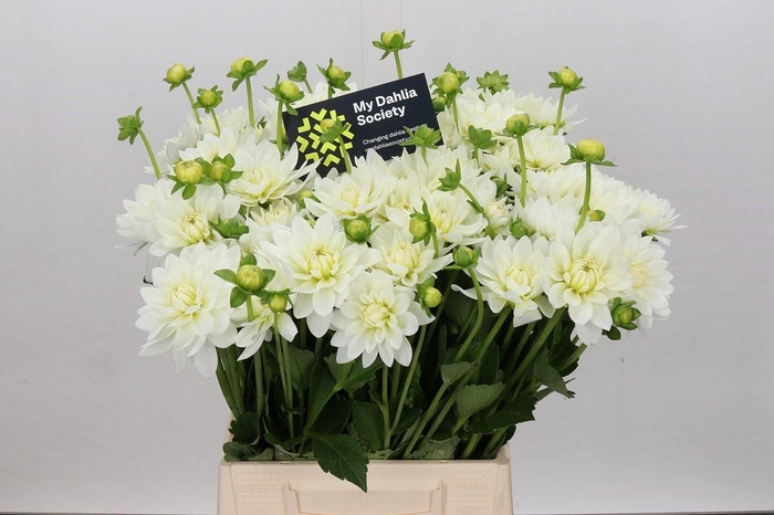 <h4>Dahlia Karma M. Zwaan</h4>