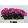 Dahlia Annamarie