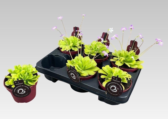 <h4>VLEESETENDE PLANTEN</h4>