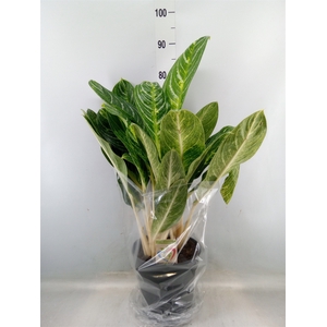 Aglaonema   ...