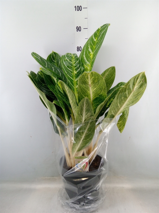 <h4>Aglaonema   ...</h4>