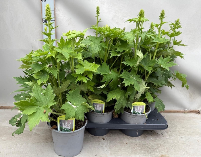 <h4>Delphinium   ...</h4>