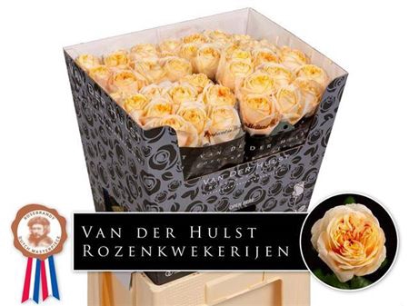 <h4>Rosa a grande fleur London Tower</h4>
