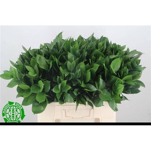 RUSCUS HYPOPHYLLUM
