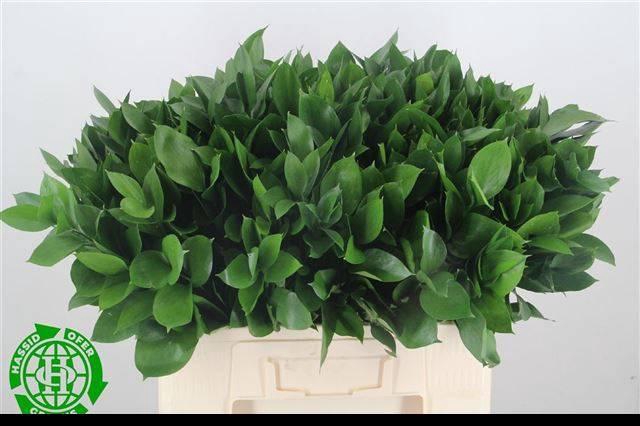 <h4>RUSCUS HYPOPHYLLUM</h4>
