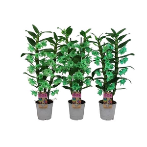 Dendrobium Nobile, Colour 2-tak Green (inject)