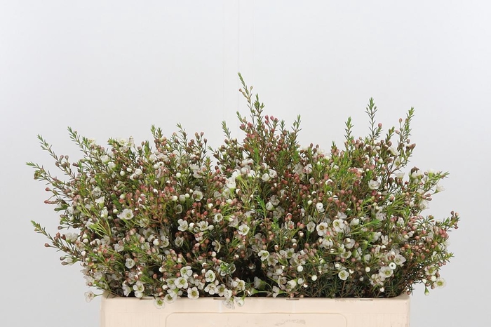 <h4>Chame Un Dor</h4>