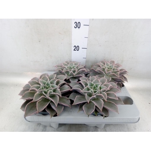 Echeveria   ...